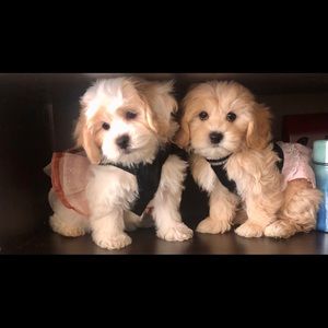 Meet your Posher, Katrina